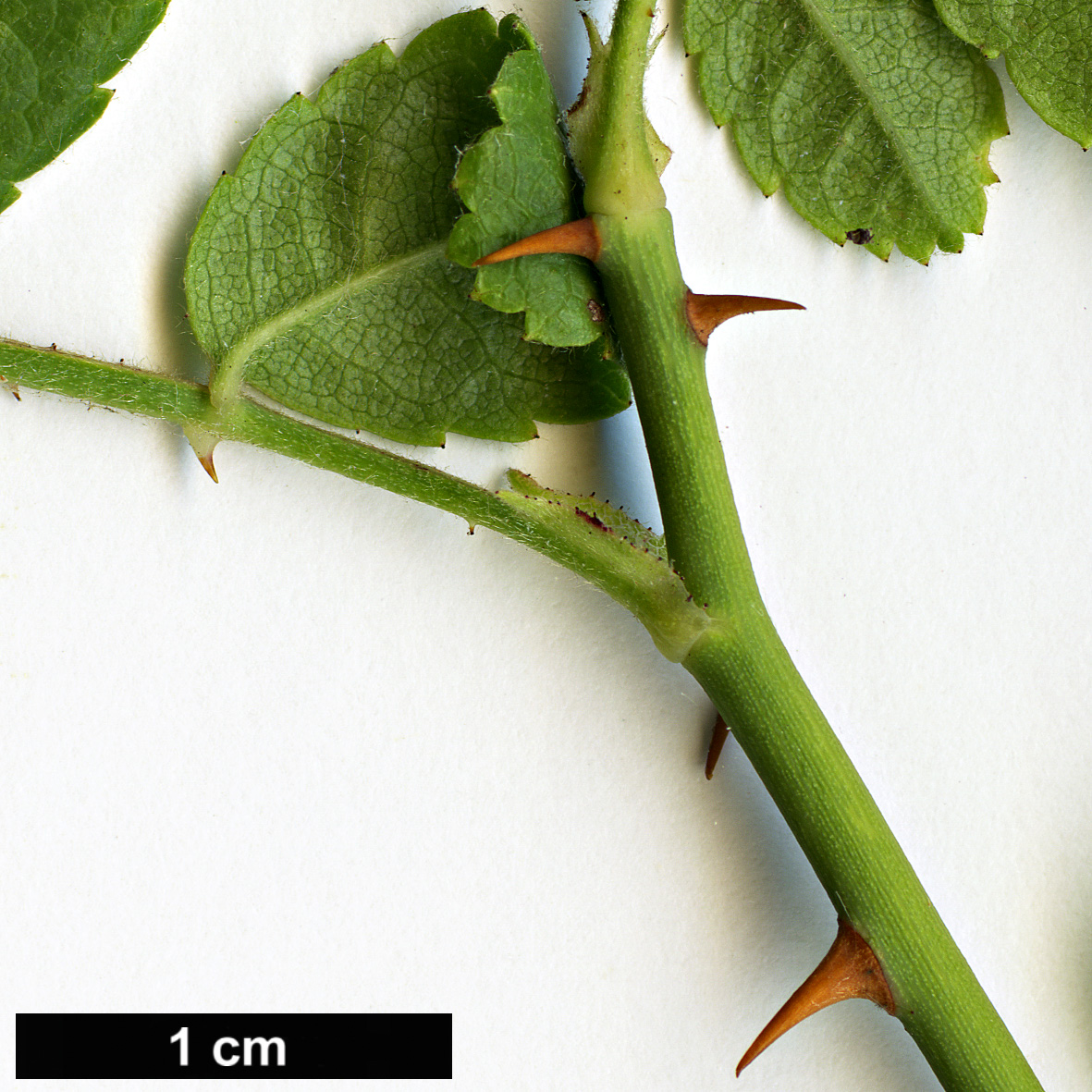 High resolution image: Family: Rosaceae - Genus: Rosa - Taxon: phoenicia High resolution image: Family: Rosaceae - Genus: Rosa - Taxon: phoenicia